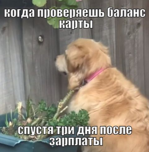 Песик, що любить шпигувати, став мемом про муки очікування - 525738 Песик, що любить шпигувати, став мемом про муки очікування - фото 525738