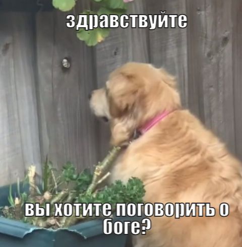 Песик, що любить шпигувати, став мемом про муки очікування - 525739 Песик, що любить шпигувати, став мемом про муки очікування - фото 525739