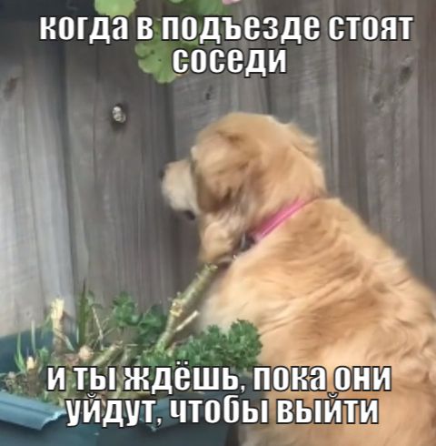 Песик, що любить шпигувати, став мемом про муки очікування - 525740 Песик, що любить шпигувати, став мемом про муки очікування - фото 525740