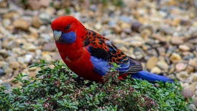 Мережу підкорив папуга зі злим сміхом – тільки найкращі приколи