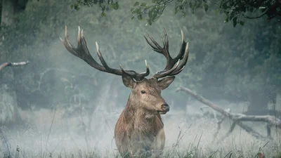 Мережа регоче з копів, які влаштували лосеві справжній ескорт з блимавками