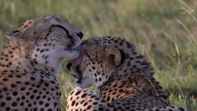 Тебя поразят кадры, на которых мама-гепард защищает детеныша от льва