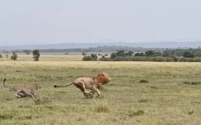 Тебя поразят кадры, на которых мама-гепард защищает детеныша от льва - фото 527446