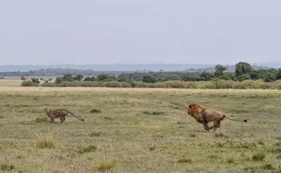 Тебя поразят кадры, на которых мама-гепард защищает детеныша от льва - фото 527447