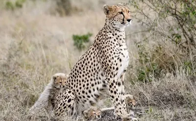 Тебя поразят кадры, на которых мама-гепард защищает детеныша от льва - фото 527448