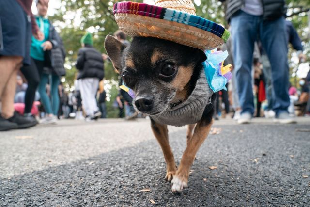 У США пройшов парад із собаками в костюмах до Геловіну – тільки кращі образи - фото 527740