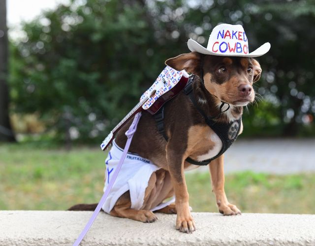 У США пройшов парад із собаками в костюмах до Геловіну – тільки кращі образи - фото 527743