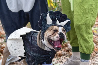 В США прошел парад с собаками в костюмах к Хэллоуину – только лучшие образы - фото 527748