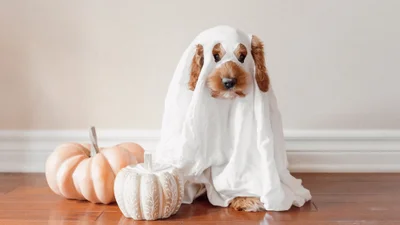 В США прошел парад с собаками в костюмах к Хэллоуину – только лучшие образы