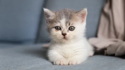 Юзери діляться фото з крихітними кошенятами, і вони незаконно милі