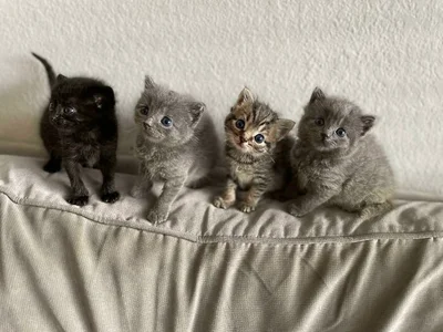 Юзери діляться фото з крихітними кошенятами, і вони незаконно милі - фото 528056