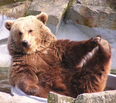 30 веселих моментів, коли люди застукали ведмедів у смішних позах та ситуаціях - фото 529228