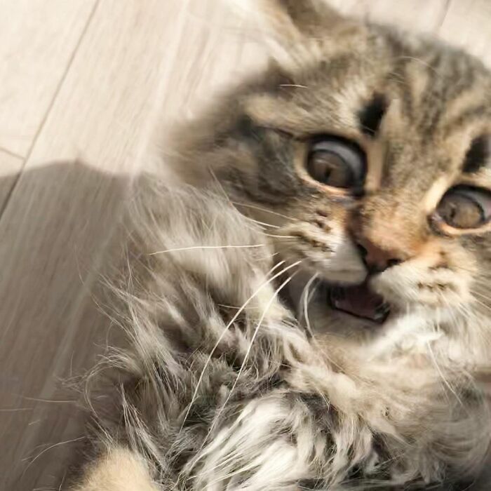 Емоційний котик зробить твій день своїми прикольними та неочікуваними виразами мордочки - 529682 Емоційний котик зробить твій день своїми прикольними та неочікуваними виразами мордочки - фото 529682