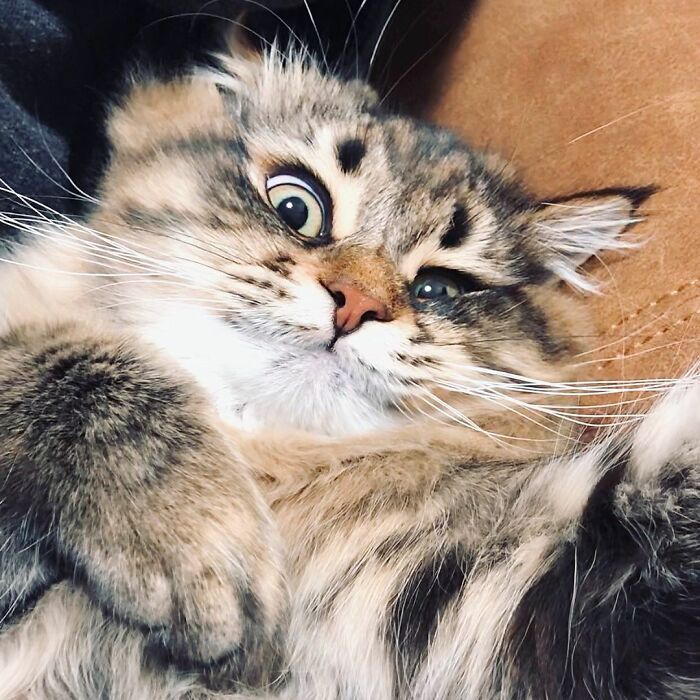 Емоційний котик зробить твій день своїми прикольними та неочікуваними виразами мордочки - 529685 Емоційний котик зробить твій день своїми прикольними та неочікуваними виразами мордочки - фото 529685