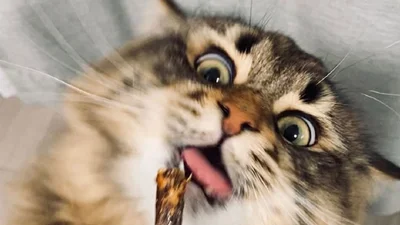 Емоційний котик зробить твій день своїми прикольними та неочікуваними виразами мордочки