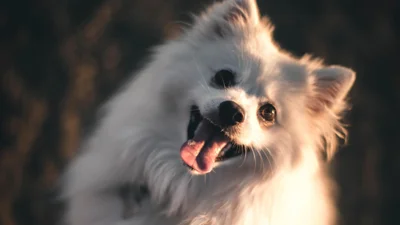 Твое сердце растает от шпица, который "бегает" по воде