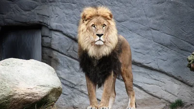 Жінка залізла у вольєр до лева і зізнавалась йому в коханні - "король звірів" не зацінив