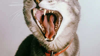 Котенок, схватившийся за голову и кричащий, попал в смешные мемы