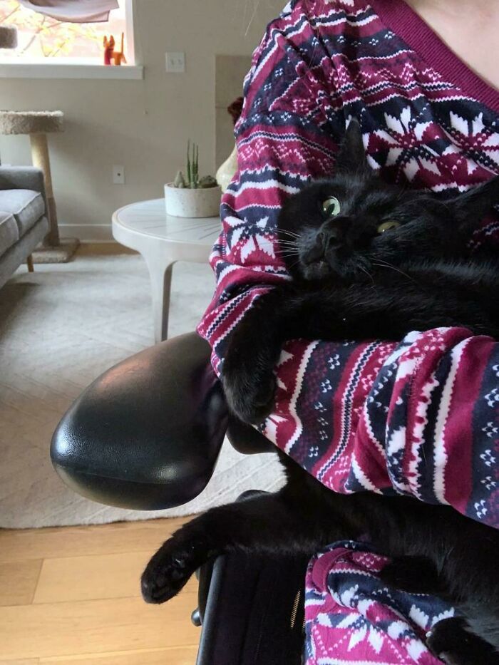 25 кошек, которые вляпались в неприятности, но искусно это скрывают - 530123 25 кошек, которые вляпались в неприятности, но искусно это скрывают - фото 530123