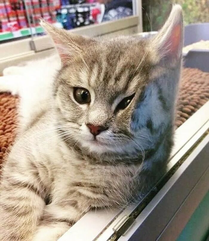 25 кошек, которые вляпались в неприятности, но искусно это скрывают - 530124 25 кошек, которые вляпались в неприятности, но искусно это скрывают - фото 530124