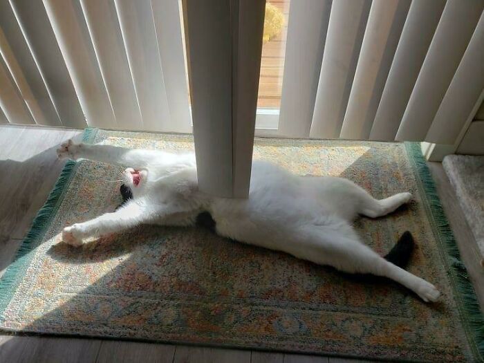 25 кошек, которые вляпались в неприятности, но искусно это скрывают - 530128 25 кошек, которые вляпались в неприятности, но искусно это скрывают - фото 530128