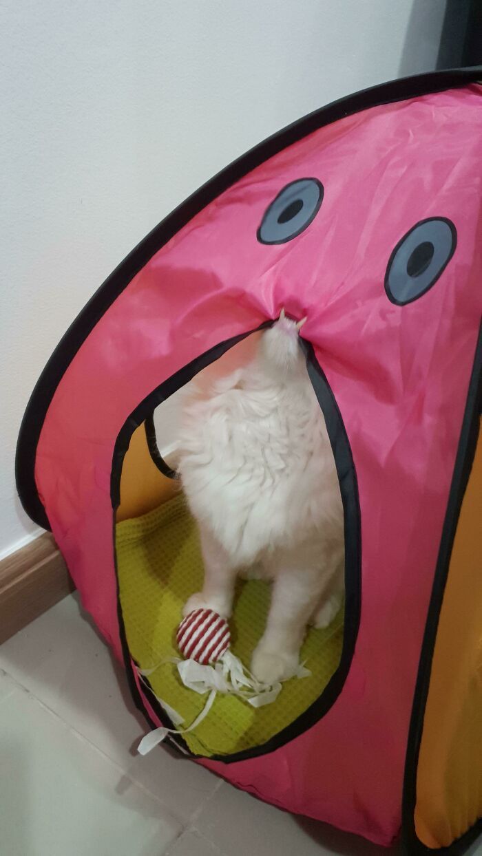 25 кошек, которые вляпались в неприятности, но искусно это скрывают - 530131 25 кошек, которые вляпались в неприятности, но искусно это скрывают - фото 530131