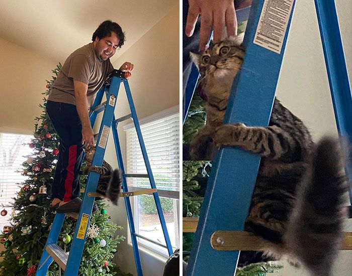 25 кошек, которые вляпались в неприятности, но искусно это скрывают - 530136 25 кошек, которые вляпались в неприятности, но искусно это скрывают - фото 530136