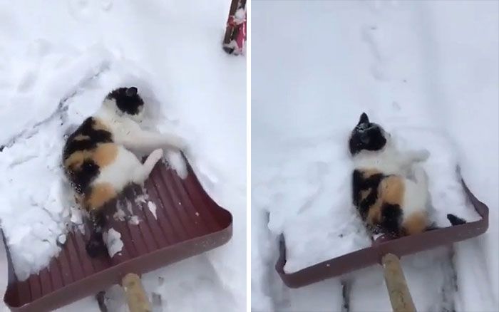 25 кошек, которые вляпались в неприятности, но искусно это скрывают - 530137 25 кошек, которые вляпались в неприятности, но искусно это скрывают - фото 530137