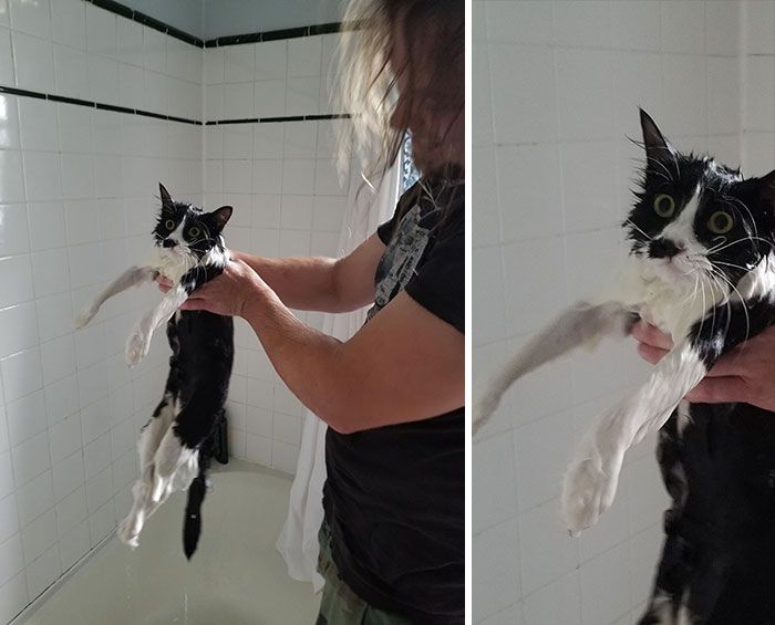 25 кошек, которые вляпались в неприятности, но искусно это скрывают - 530138 25 кошек, которые вляпались в неприятности, но искусно это скрывают - фото 530138