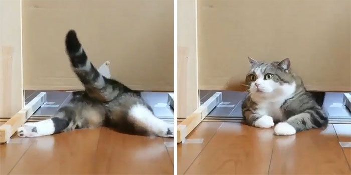 25 кошек, которые вляпались в неприятности, но искусно это скрывают - 530139 25 кошек, которые вляпались в неприятности, но искусно это скрывают - фото 530139
