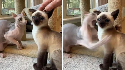 25 кошек, которые вляпались в неприятности, но искусно это скрывают