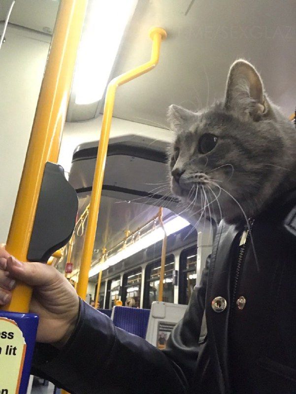 30 фото, на которых совсем не то, что кажется с первого взгляда - фото 530245