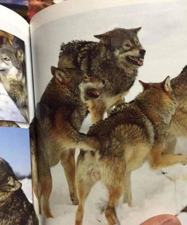 30 фото, на которых совсем не то, что кажется с первого взгляда - фото 530251