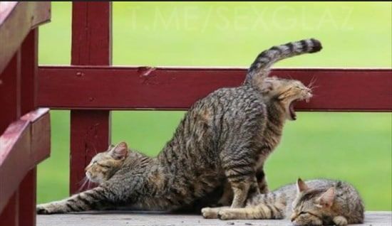 30 фото, на которых совсем не то, что кажется с первого взгляда - фото 530256