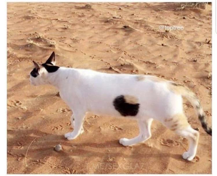 30 фото, на которых совсем не то, что кажется с первого взгляда - фото 530268