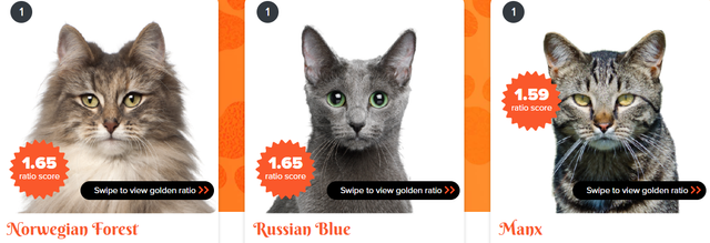 Ученые назвали самую красивую породу кошек - фото 530728