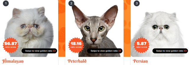 Ученые назвали самую красивую породу кошек - фото 530729