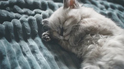 Ученые назвали самую красивую породу кошек