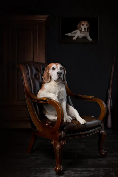 Показали победителей фотоконкурса собак Dog Photography Awards 2021 - фото 530947