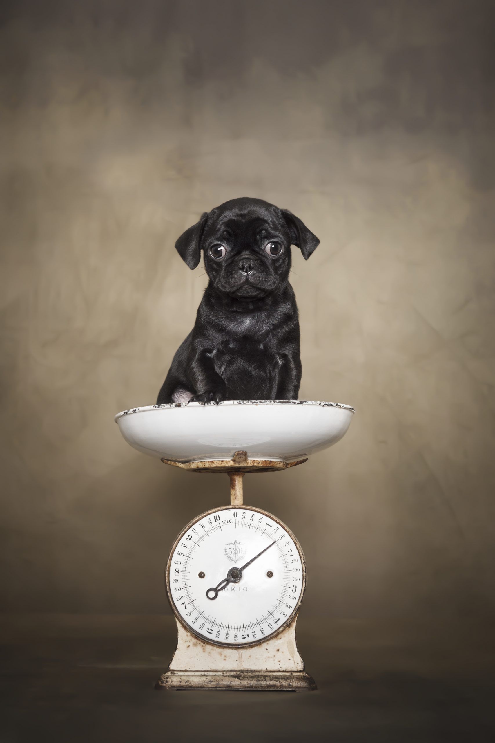Показали переможців фотоконкурсу собак Dog Photography Awards 2021 - 530948 Показали переможців фотоконкурсу собак Dog Photography Awards 2021 - фото 530948