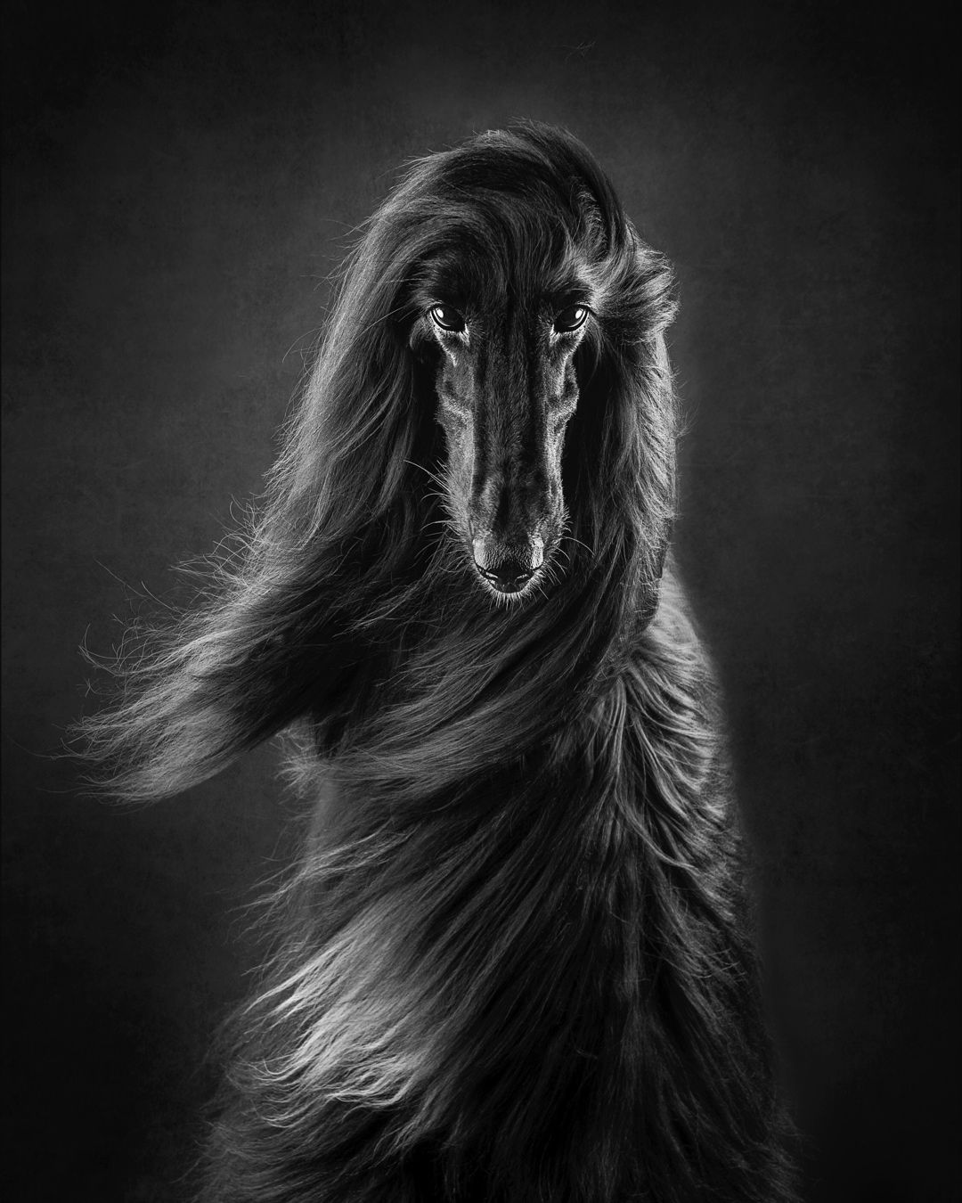 Показали переможців фотоконкурсу собак Dog Photography Awards 2021 - 530949 Показали переможців фотоконкурсу собак Dog Photography Awards 2021 - фото 530949