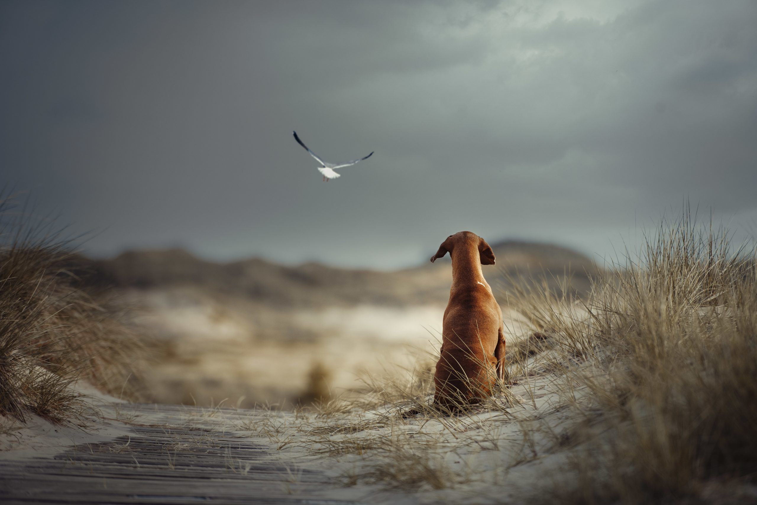Показали переможців фотоконкурсу собак Dog Photography Awards 2021 - 530950 Показали переможців фотоконкурсу собак Dog Photography Awards 2021 - фото 530950