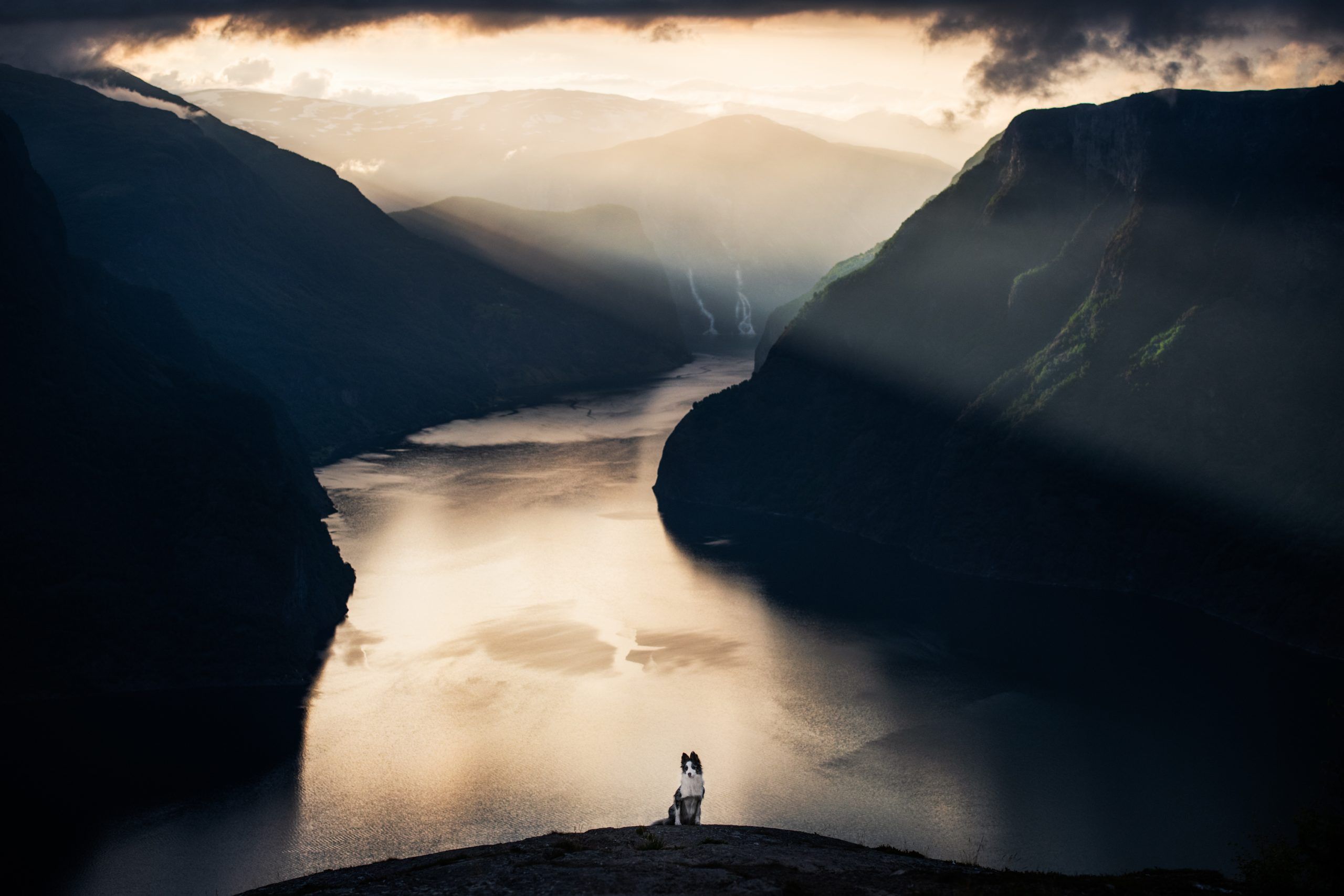 Показали переможців фотоконкурсу собак Dog Photography Awards 2021 - 530951 Показали переможців фотоконкурсу собак Dog Photography Awards 2021 - фото 530951