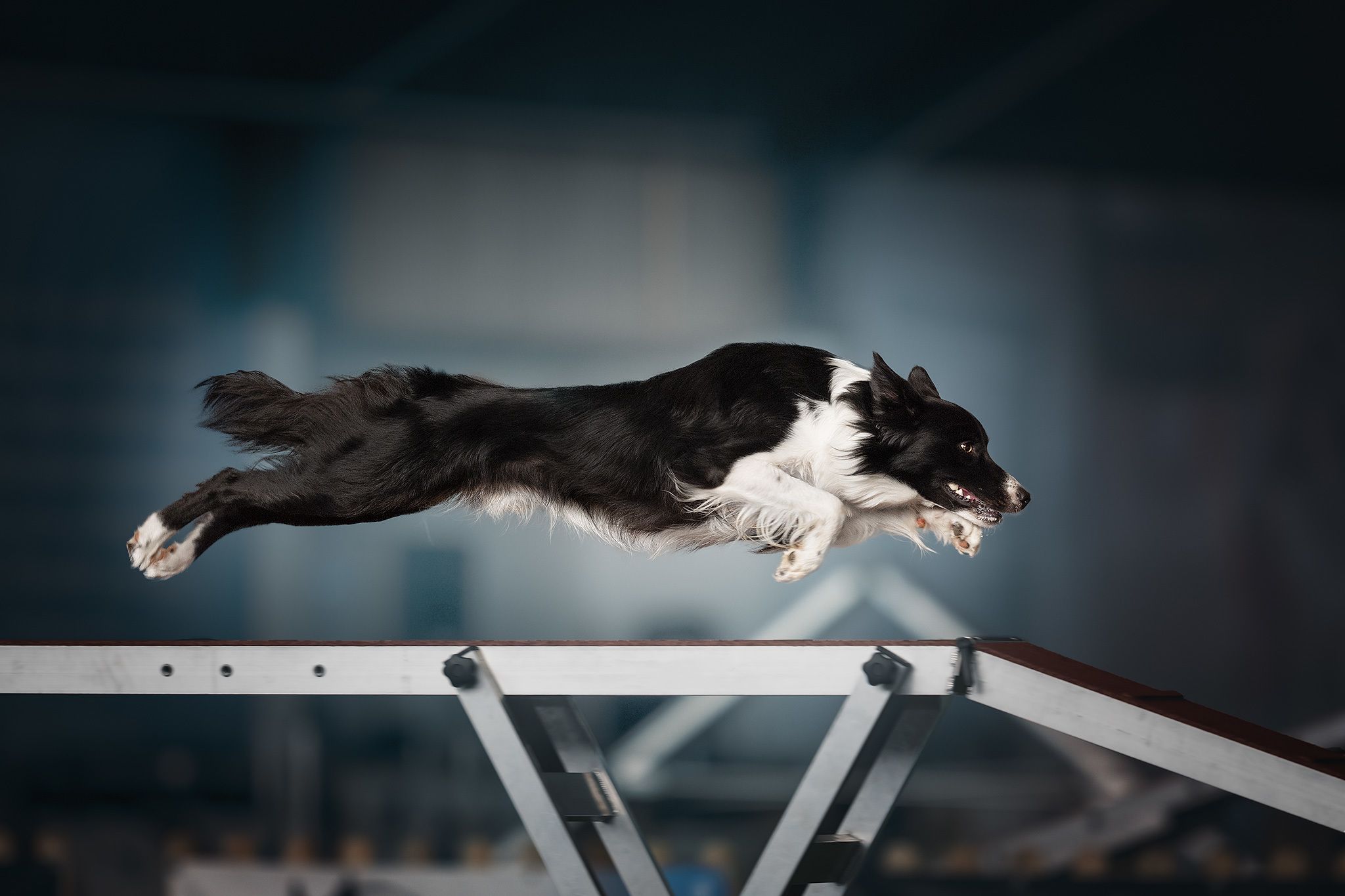 Показали переможців фотоконкурсу собак Dog Photography Awards 2021 - 530953 Показали переможців фотоконкурсу собак Dog Photography Awards 2021 - фото 530953