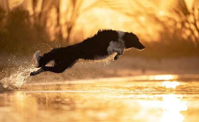 Показали переможців фотоконкурсу собак Dog Photography Awards 2021 - фото 530954