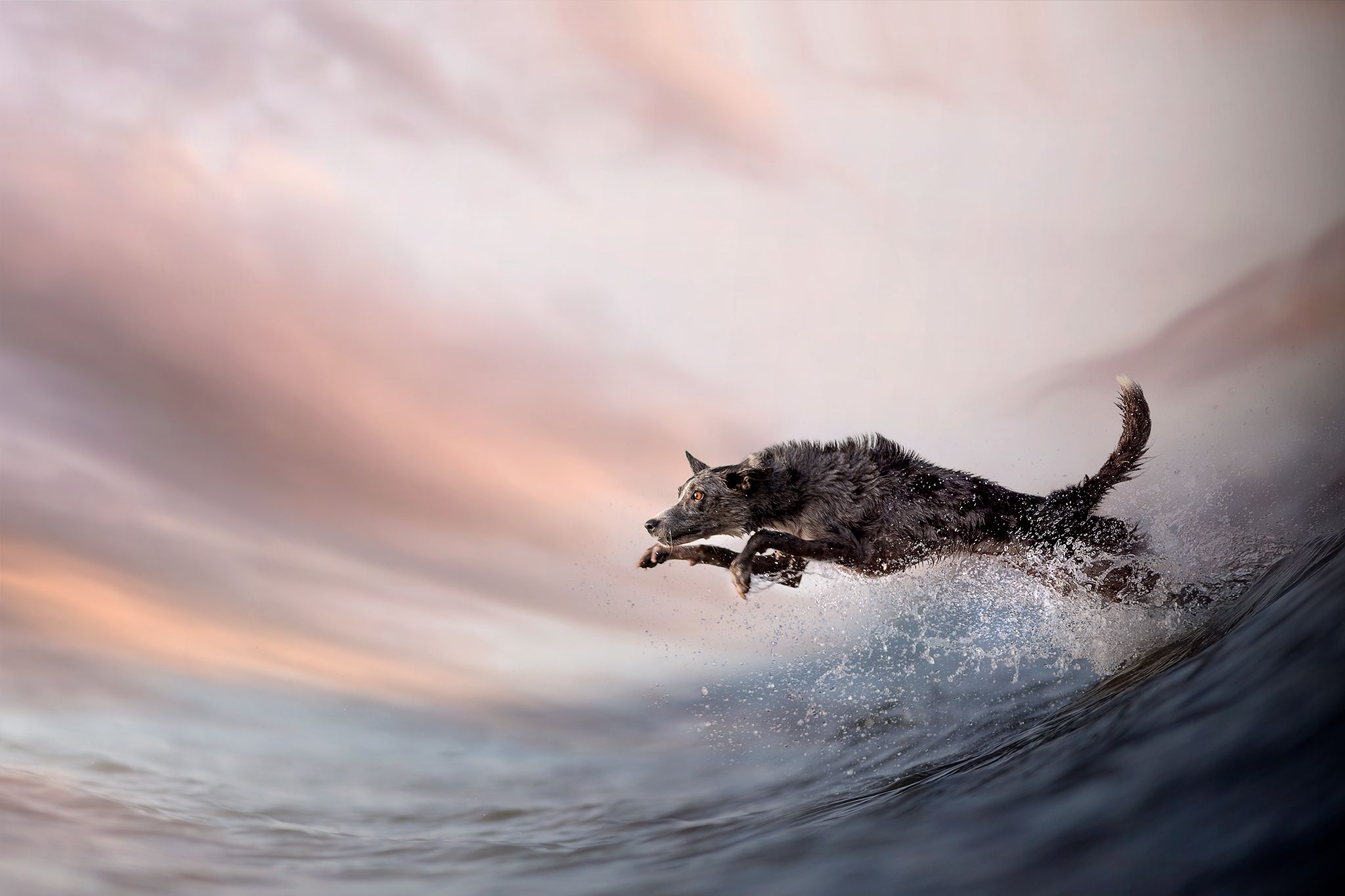 Показали переможців фотоконкурсу собак Dog Photography Awards 2021 - 530955 Показали переможців фотоконкурсу собак Dog Photography Awards 2021 - фото 530955