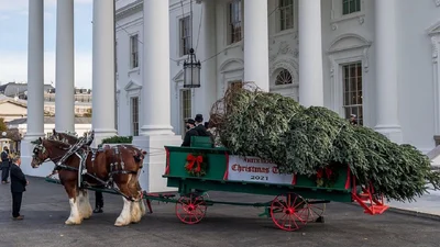 Праздник приближается: вот как украсили к Рождеству Белый дом и его главную елку