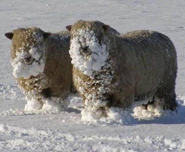ТОП-10 ржачних фото, які доводять, що у зими є почуття гумору - фото 531668