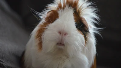 Морська свинка приревнувала хазяйку, тому зіпсувала їй зачіску