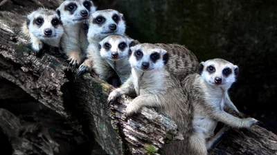 Сурикатам подарували адвент-календар, але вони мали на нього інші плани